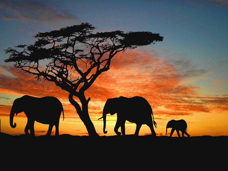 Namibia Elephants Walking During Sunset Wallpaper