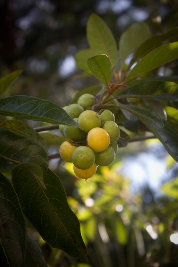 Nance Fruit Bunched Up Wallpaper