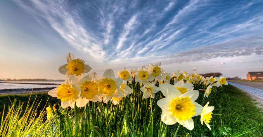 Narcissus Flowers Near River Wallpaper
