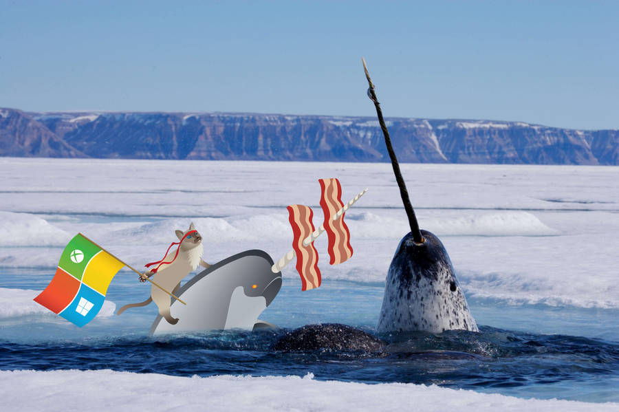 Narwhal With Windows Cartoon Wallpaper