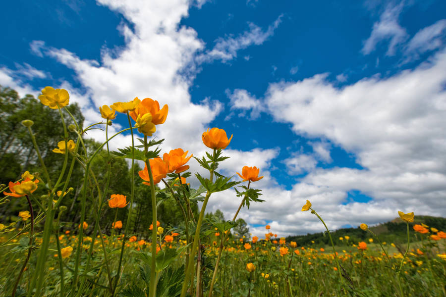 Nature 4k Orange Flowers Wallpaper