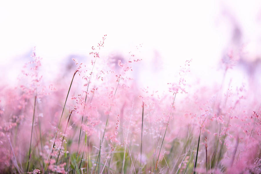 Nature 4k Pink Flowers Wallpaper