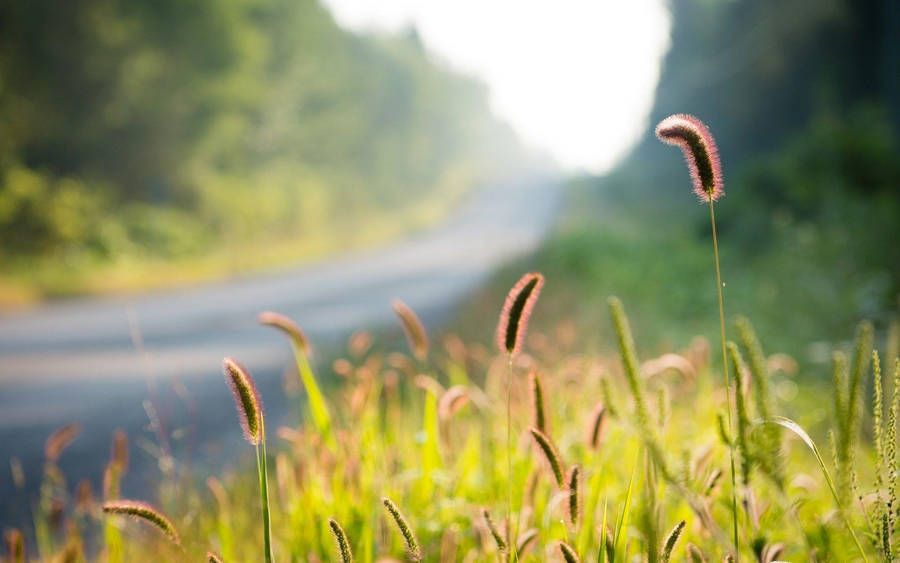 Nature Blur Foxtail Background Wallpaper