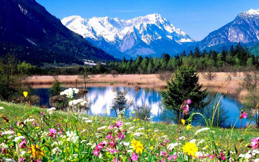 Nature In Bloom - A Tranquil Scene Of A Natural Forest In The Spring Wallpaper