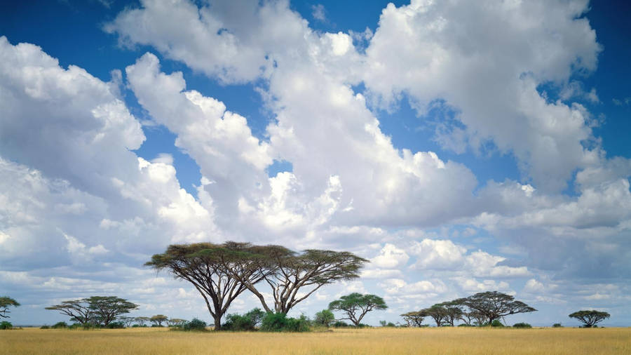 Nature Landscape In Kenya Wallpaper
