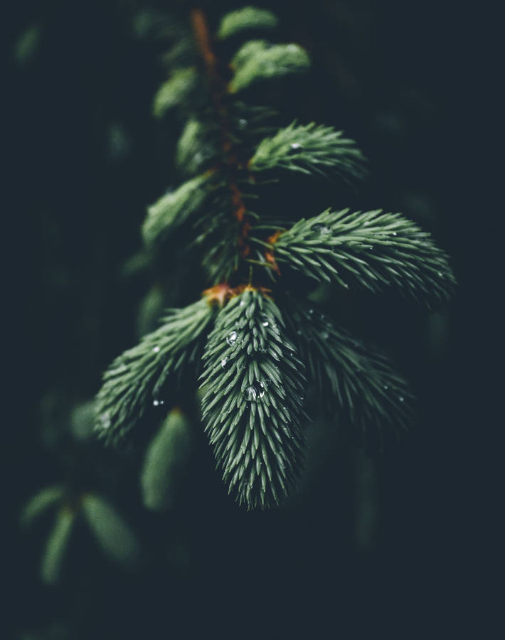 Nature Tree Branch Green Leaves Iphone Wallpaper