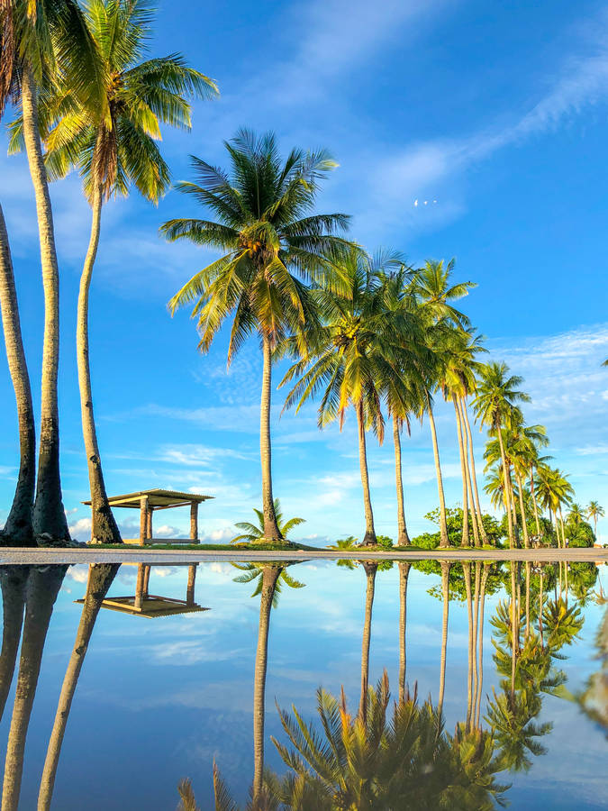 Nauru Coconut Trees Wallpaper