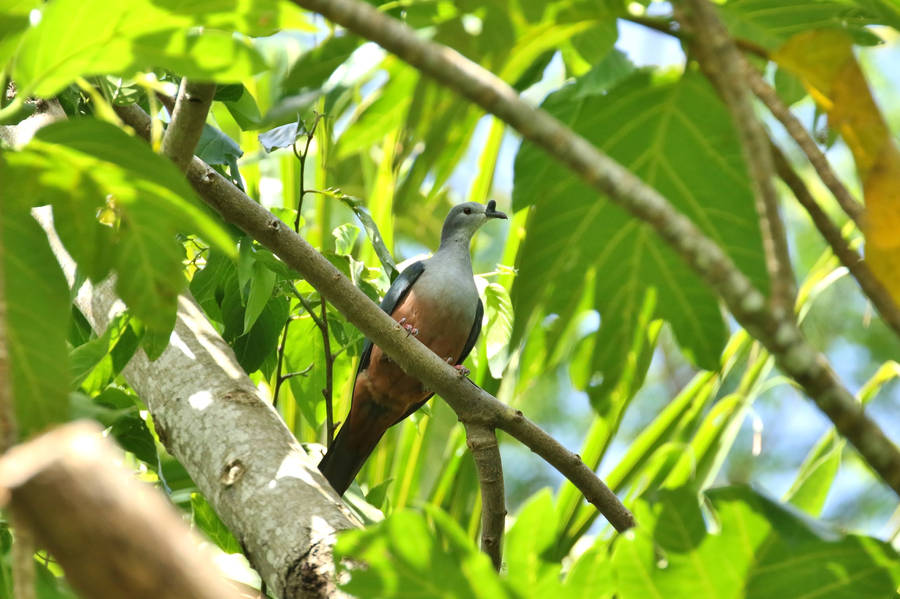 Nauru Micronesian-imperial Pigeon Wallpaper