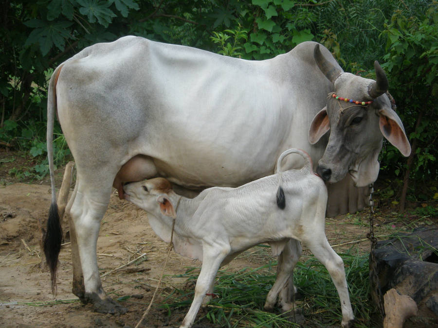 Nelore Zebu Cow And Calf In The Pasture Wallpaper