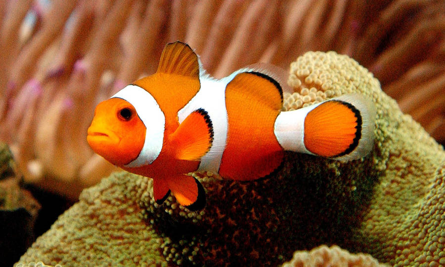 Nemo Cool Fish On Coral Reef Wallpaper