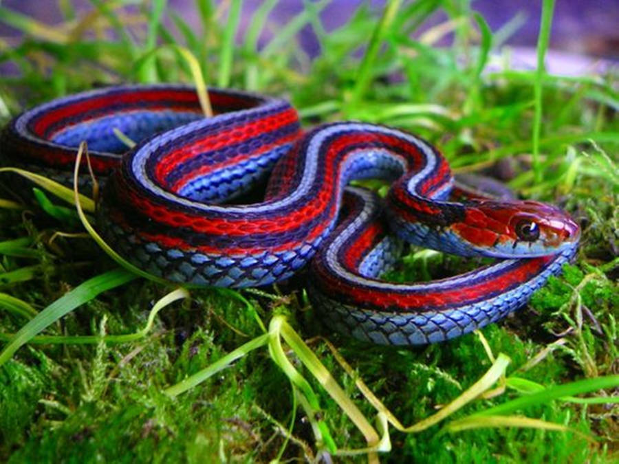 Neon Blue San Francisco Garter Snake Wallpaper