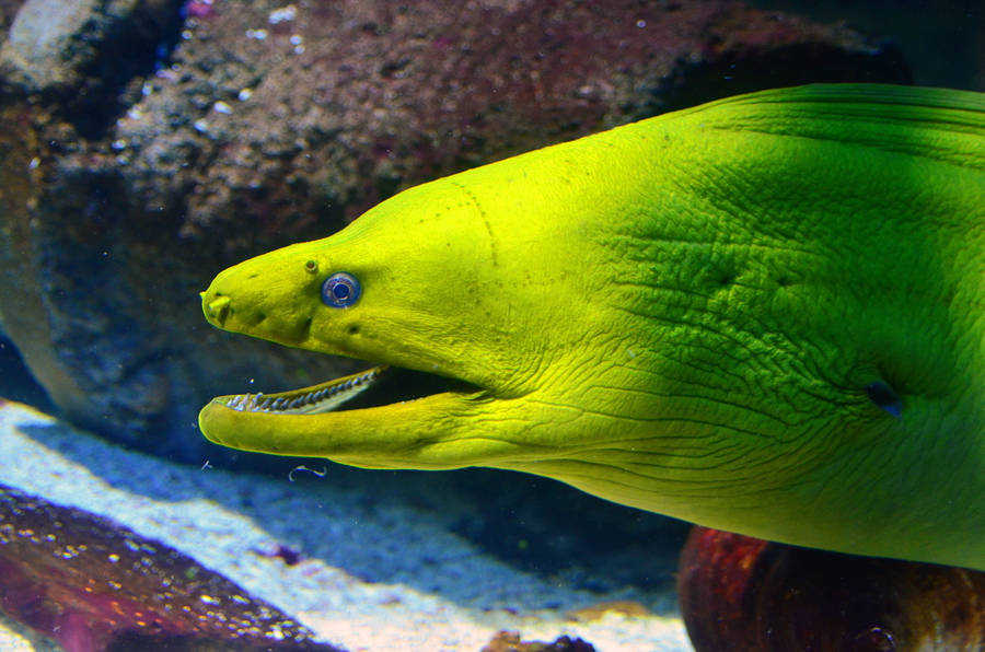 Neon Green Moray Eel Fish Underwater Wallpaper