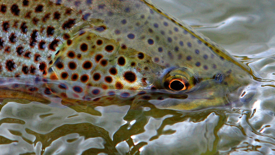 Neon Green Trout Wallpaper