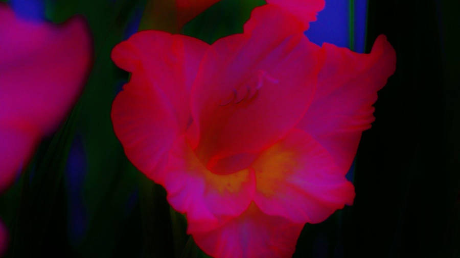 Neon Pink Flower In Dim Background Wallpaper