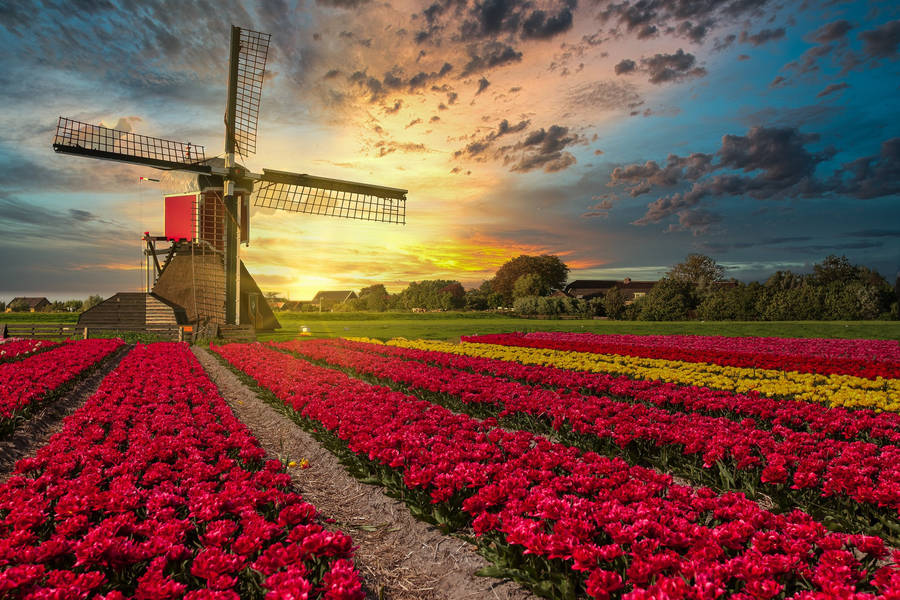 Netherlands Holland Garden Wallpaper