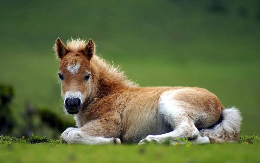 New Born Cute Horse Wallpaper