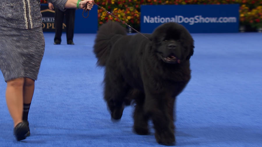 Newfoundland Dog Walking Wallpaper