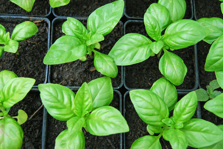 Newly Grown Basil Herbs In Nursery Wallpaper