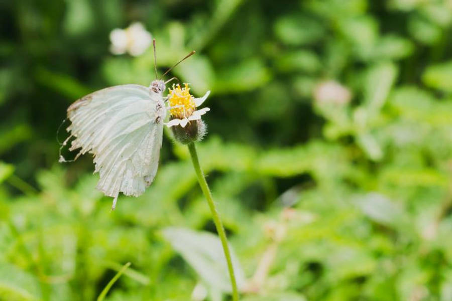 Nice Flower And Butterfly Wallpaper