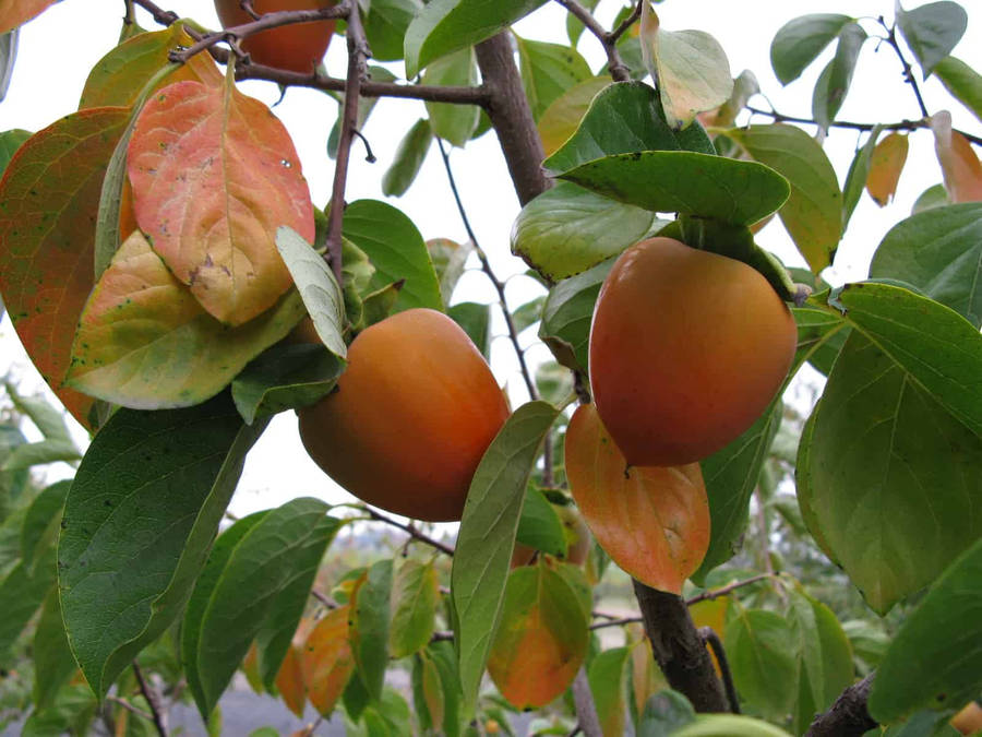 Nice Persimmon On Tree Wallpaper