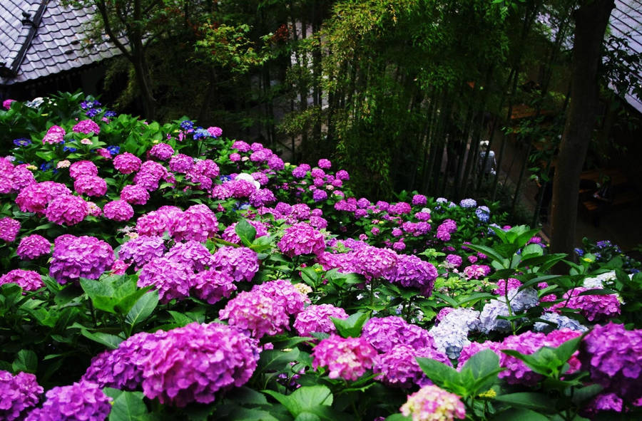 Nice Purple Pansy Garden Wallpaper