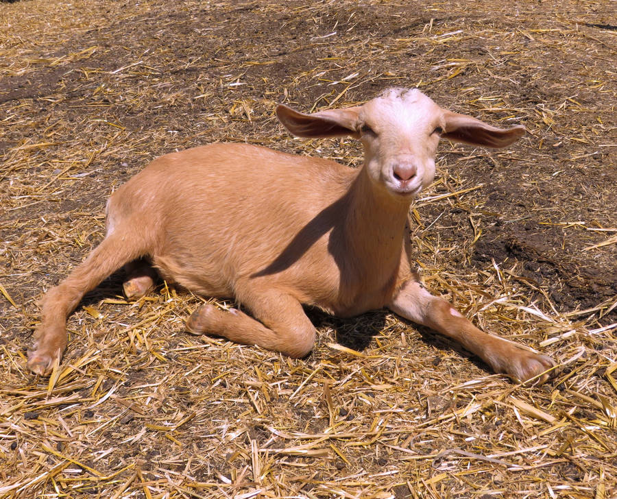 Nigerian Dwarf Young Goat Kid Wallpaper