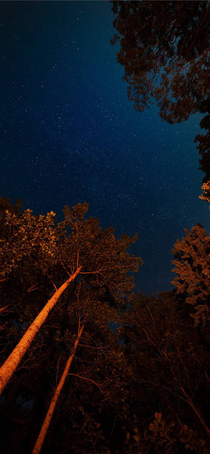 Night Sky In Forest Aesthetic Iphone Wallpaper