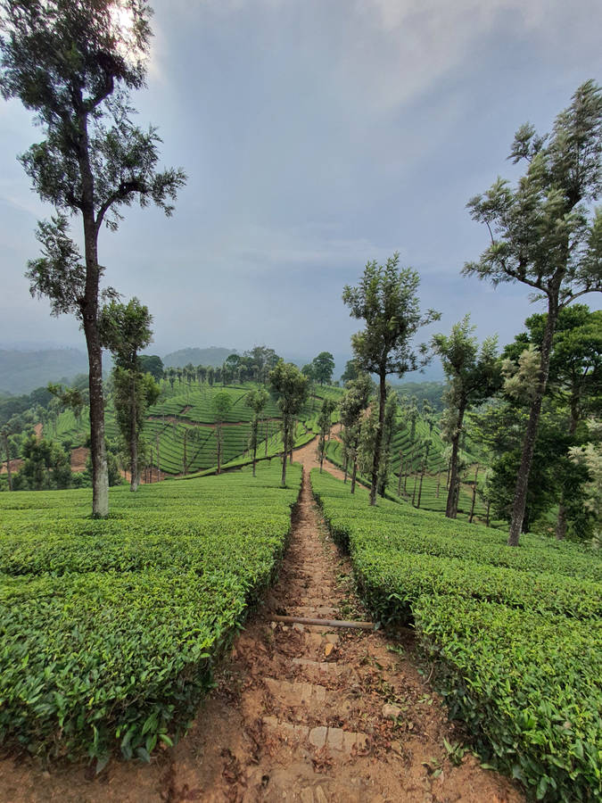 Nilgiri Tea Garden India Wallpaper