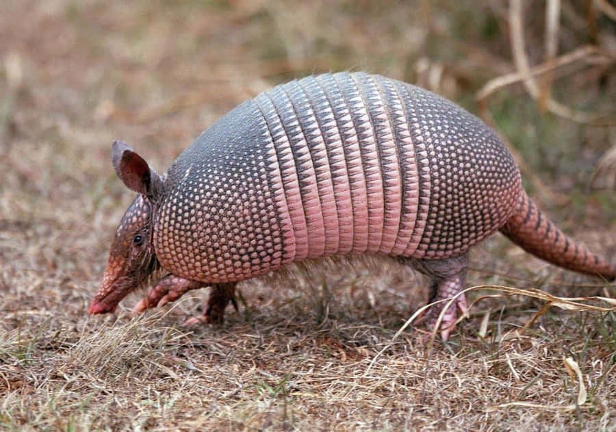 Nine Banded Armadilloin Natural Habitat.jpg Wallpaper