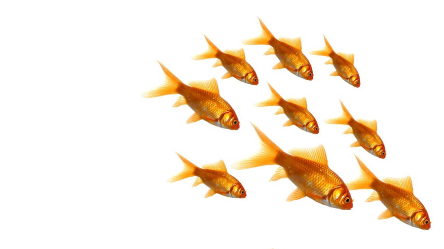 Nine Common Goldfish Wallpaper