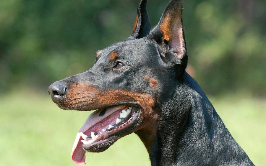 Noble Black And Rust Doberman Pinscher Ideal Portrait Wallpaper