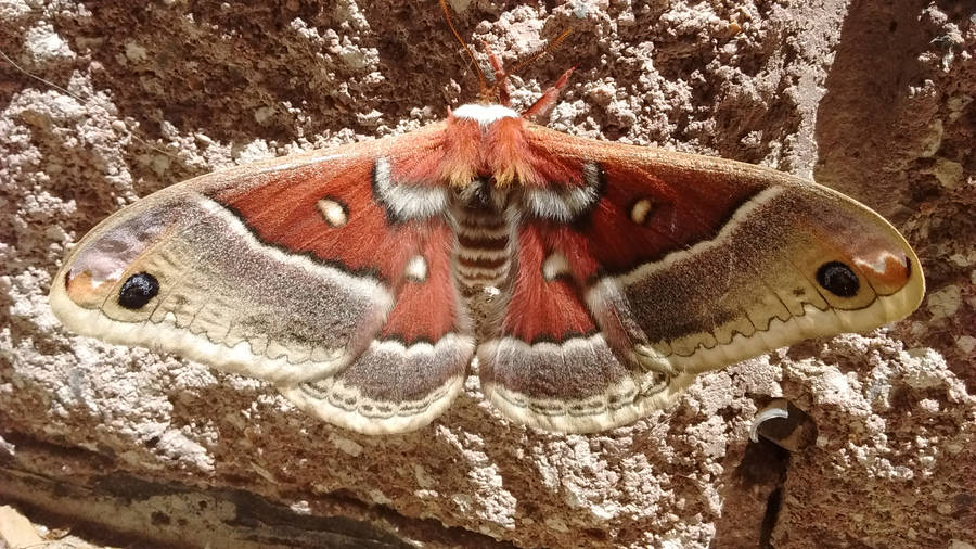 Nocturnal Cecropia Silkmoth North America Wallpaper