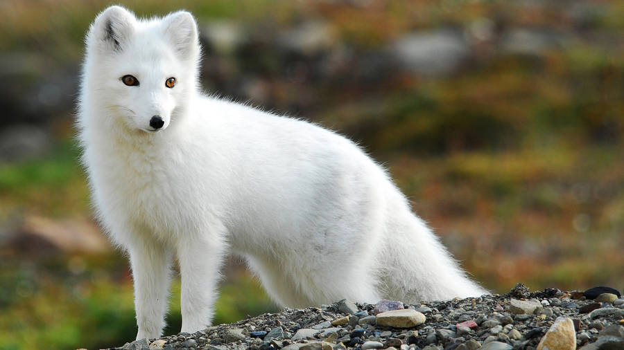 Nomad Arctic Fox Wallpaper