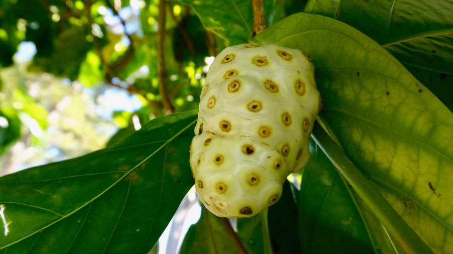 Noni Fruit On Branch Wallpaper