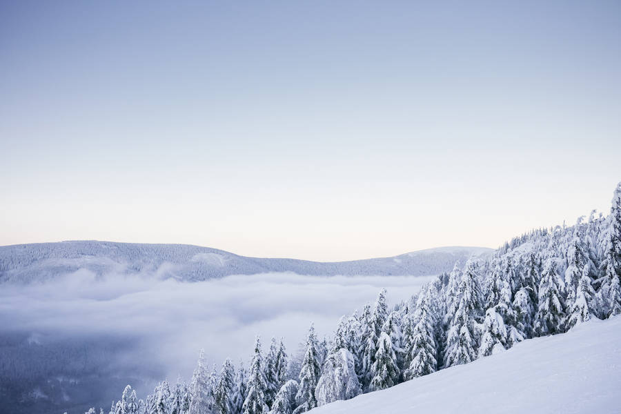 Nordic Forest Covered In Snow Wallpaper