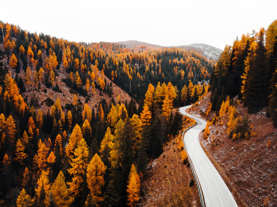 Nordic Forest Road Wallpaper