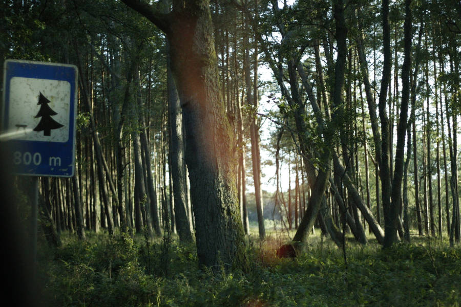 Nordic Forest With Signage Wallpaper