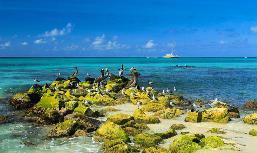 North America Aruba Wallpaper