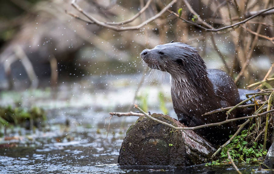 North American River Otter Wallpaper