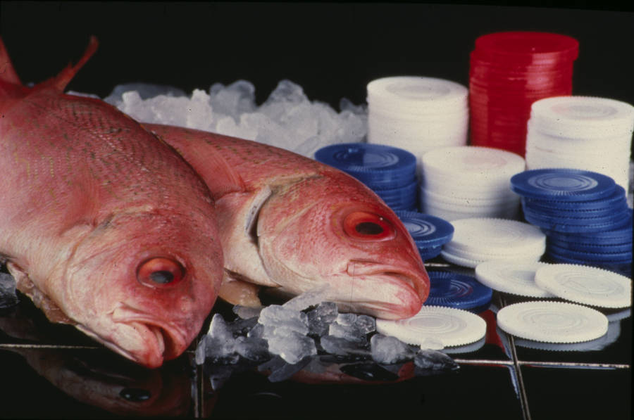 Northern Red Snapper Fishes With Tokens Wallpaper