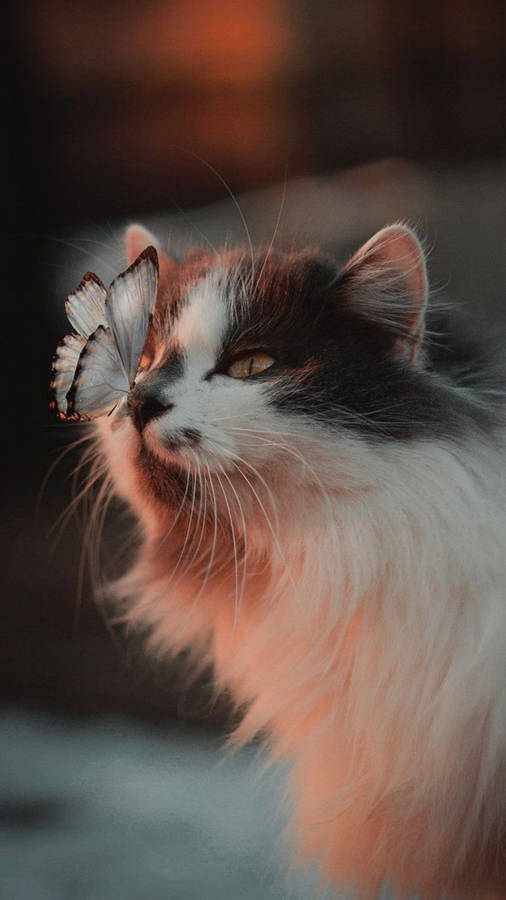 Norwegian Forest Cute Cat Aesthetic With Butterfly Wallpaper