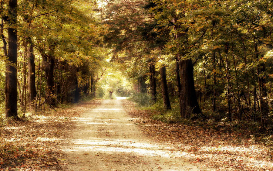 Nostalgic Forest Road Wallpaper