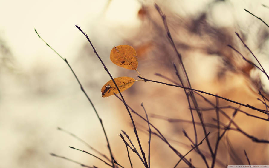 November Field Branches Macro Wallpaper