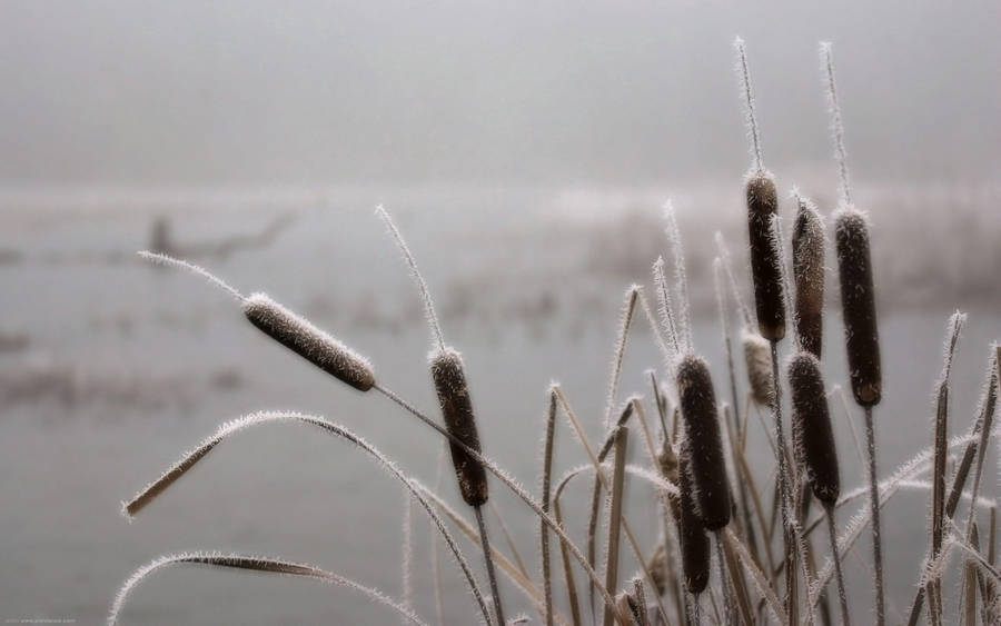 November Frost Cattail Macro Wallpaper