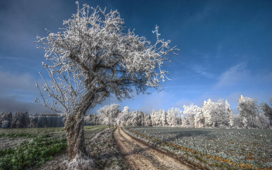 November Frost Road Trees Wallpaper