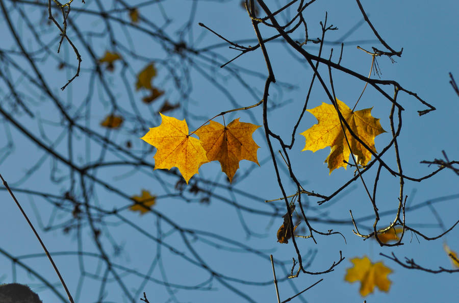 November Sky Yellow Leaves Wallpaper