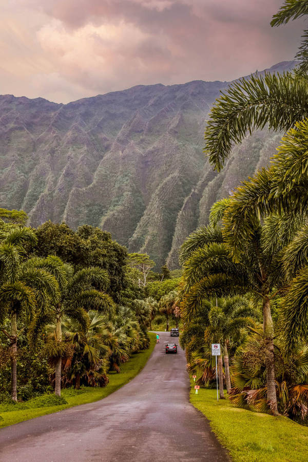 Oahu Botanical Garden During Afternoon Wallpaper