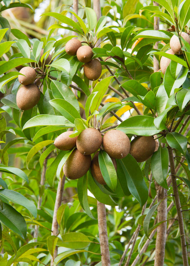 Oblong Sapodilla Fruit Bunches Wallpaper