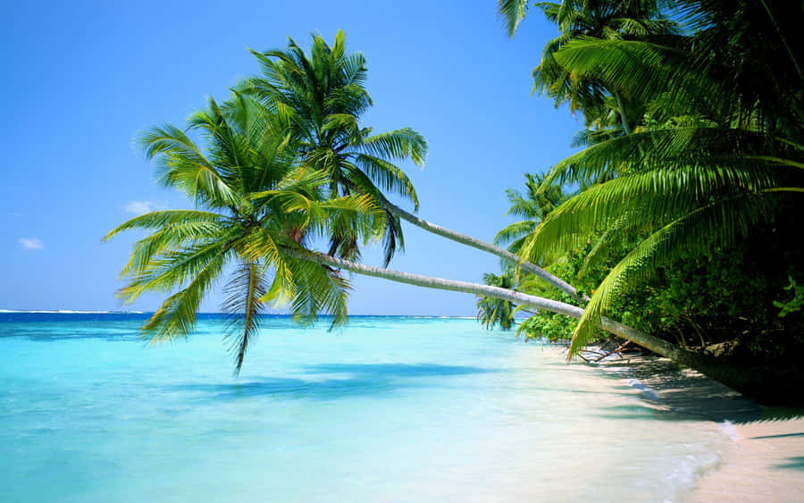 Ocean Landscapes Palm Beach Wallpaper