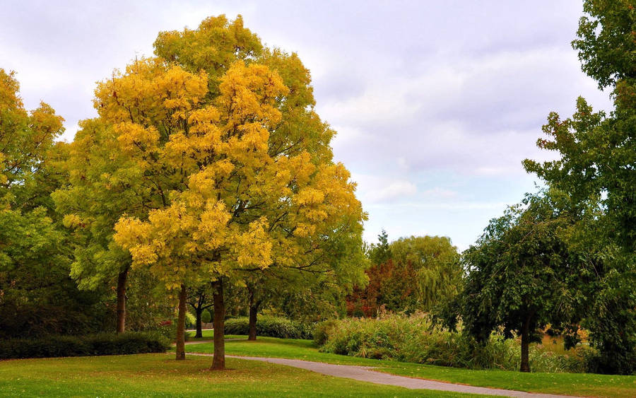 October Autumn Park Trees Wallpaper